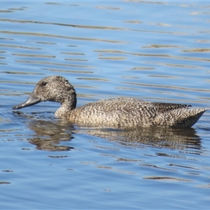 Stictonetta naevosa at Fyshwick, ACT - 25 Apr 2025 by Christine
