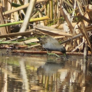 Tachybaptus novaehollandiae at Fyshwick, ACT - 25 Apr 2025 by Christine
