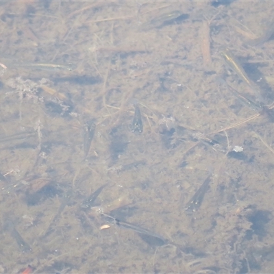 Gambusia holbrooki (Gambusia, Plague minnow, Mosquito fish) at Fyshwick, ACT - 25 Apr 2025 by Christine