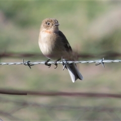 Petroica phoenicea at Tharwa, ACT - 29 May 2025 by Christine