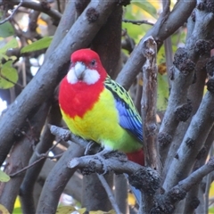 Platycercus eximius (Eastern Rosella) at Flynn, ACT - 30 May 2025 by Christine