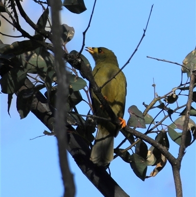 Manorina melanophrys (Bell Miner) at Ganbenang, NSW - 31 May 2025 by MandyandScott