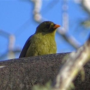 Manorina melanophrys at Ganbenang, NSW - 31 May 2025 02:17 PM