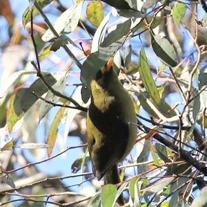 Manorina melanophrys at Ganbenang, NSW - 31 May 2025 02:17 PM