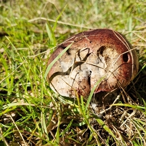 Unverified Cap on a stem; pores below cap [boletes & stemmed polypores] at Bungonia, NSW - Today by trevorpreston
