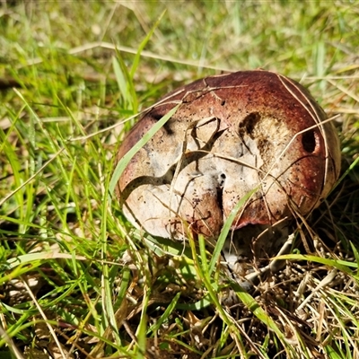 Unverified Cap on a stem; pores below cap [boletes & stemmed polypores] at Bungonia, NSW - Today by trevorpreston