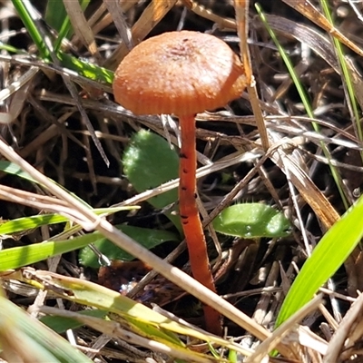 Laccaria sp. at Bungonia, NSW - Today by trevorpreston