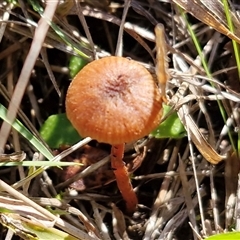 Laccaria sp. at Bungonia, NSW - 1 Jun 2025 11:41 AM