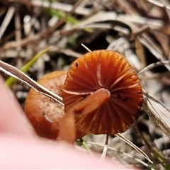 Laccaria sp. at Bungonia, NSW - 1 Jun 2025 11:41 AM