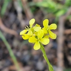 Hirschfeldia incana at Bungonia, NSW - Today by trevorpreston