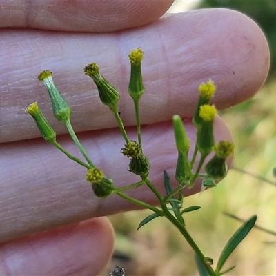 Senecio (genus) at Bungonia, NSW - Today by trevorpreston