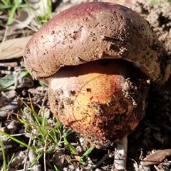 Unverified Cap on a stem; pores below cap [boletes & stemmed polypores] at Bungonia, NSW - Today by trevorpreston