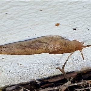 Deroceras laeve at Bungonia, NSW - Today by trevorpreston
