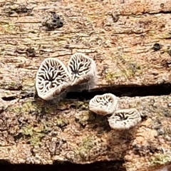 Unverified Cap, gills below, no stem & usually on wood [stemless mushrooms & the like] at Bungonia, NSW - Today by trevorpreston