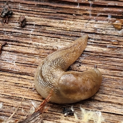Ambigolimax sp. (valentius and waterstoni) (Striped Field Slug) at Bungonia, NSW - 1 Jun 2025 by trevorpreston