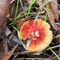 Unverified Cap on a stem; gills below cap [mushrooms or mushroom-like] at Bungonia, NSW - Today by trevorpreston