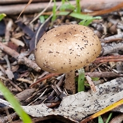 Unverified Cap on a stem; gills below cap [mushrooms or mushroom-like] at Bungonia, NSW - Today by trevorpreston
