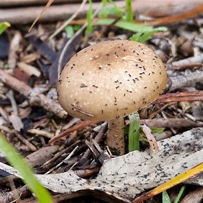Unverified Cap on a stem; gills below cap [mushrooms or mushroom-like] at Bungonia, NSW - Today by trevorpreston