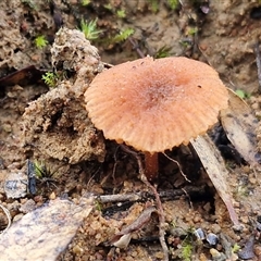 Unverified Cap on a stem; gills below cap [mushrooms or mushroom-like] at Bungonia, NSW - Today by trevorpreston