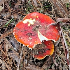 Amanita muscaria at Bungonia, NSW - Today by trevorpreston
