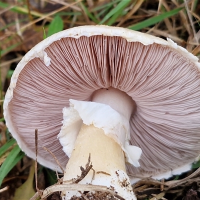 Unverified Cap on a stem; gills below cap [mushrooms or mushroom-like] at Bungonia, NSW - Today by trevorpreston