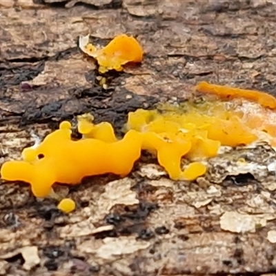 Unverified Convoluted to brain-like [Brain jelly & look-alikes]  at Bungonia, NSW - Today by trevorpreston