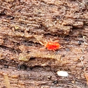 Trombidiidae (family) at Bungonia, NSW - Today by trevorpreston