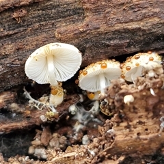 Unverified Cap on a stem; gills below cap [mushrooms or mushroom-like] at Bungonia, NSW - Today by trevorpreston
