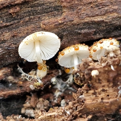 Unverified Cap on a stem; gills below cap [mushrooms or mushroom-like] at Bungonia, NSW - Today by trevorpreston
