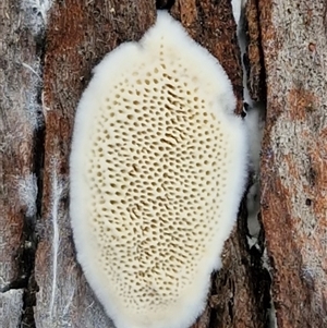 Unverified Other black fungi  <hysterothecial> at Bungonia, NSW - Today by trevorpreston