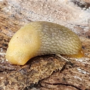 Arion intermedius at Bungonia, NSW - Today by trevorpreston