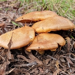 Gymnopilus junonius at Bungonia, NSW - Today by trevorpreston
