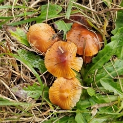 Unverified Cap on a stem; gills below cap [mushrooms or mushroom-like] at Bungonia, NSW - Today by trevorpreston
