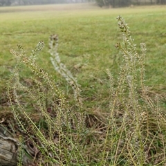 Lepidium africanum at Bungonia, NSW - Today by trevorpreston