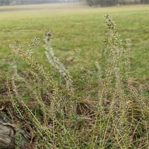 Lepidium africanum at Bungonia, NSW - Today by trevorpreston