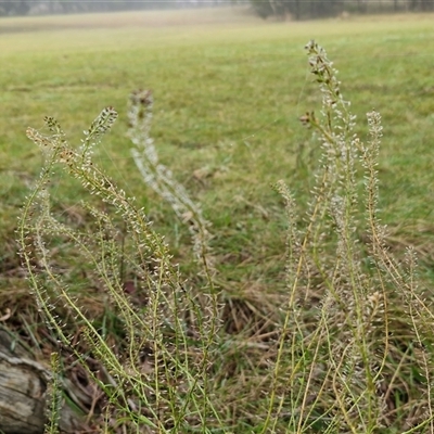 Lepidium africanum at Bungonia, NSW - Today by trevorpreston