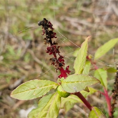 Phytolacca octandra (Inkweed) at Bungonia, NSW - Today by trevorpreston