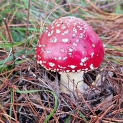 Amanita muscaria at Bungonia, NSW - Today by trevorpreston