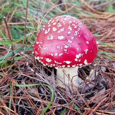 Amanita muscaria at Bungonia, NSW - Today by trevorpreston