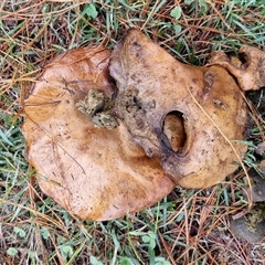Unverified Cap on a stem; pores below cap [boletes & stemmed polypores] at Bungonia, NSW - Today by trevorpreston