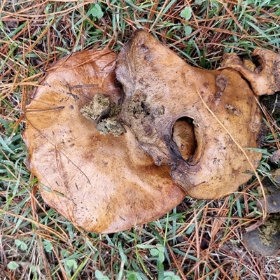Unverified Cap on a stem; pores below cap [boletes & stemmed polypores] at Bungonia, NSW - Today by trevorpreston