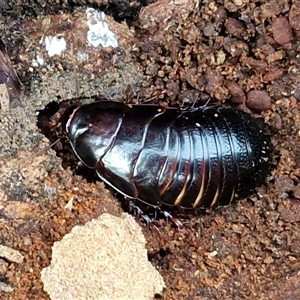 Panesthia australis (Common wood cockroach) at Bungonia, NSW - Today by trevorpreston