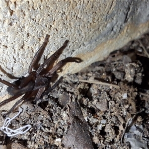 Unverified Spider by Dron