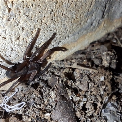 Gnaphosidae or Trochanteriidae (families) (Flat spider) by Dron