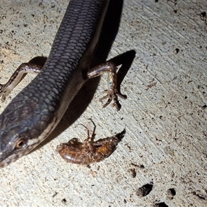 Unverified Skink by Dron