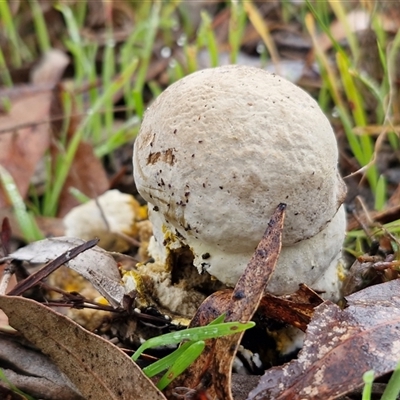 Unverified Fungus at Bungonia, NSW - Today by trevorpreston
