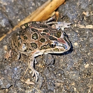 Limnodynastes tasmaniensis at Braidwood, NSW - Today by MatthewFrawley