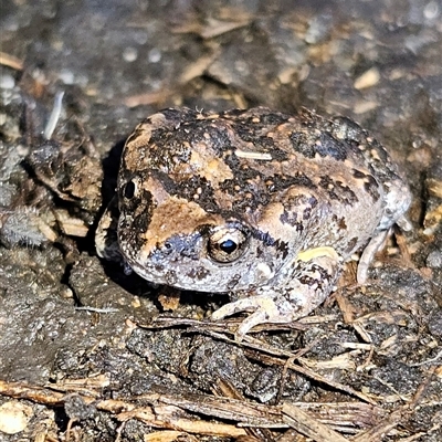 Uperoleia laevigata (Smooth Toadlet) at Braidwood, NSW - 1 Jun 2025 by MatthewFrawley