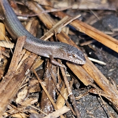 Saproscincus mustelinus (Weasel Skink) at Braidwood, NSW - 1 Jun 2025 by MatthewFrawley