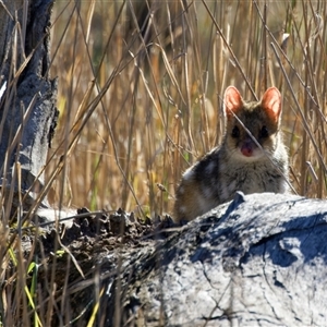 Dasyurus maculatus at Throsby, ACT - Today by pjpiper